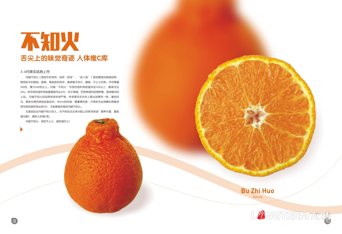 丹棱桔橙招商手冊設計|水果桔橙不知火春見清見愛媛38號春香桔柚產品項目招商畫冊設計