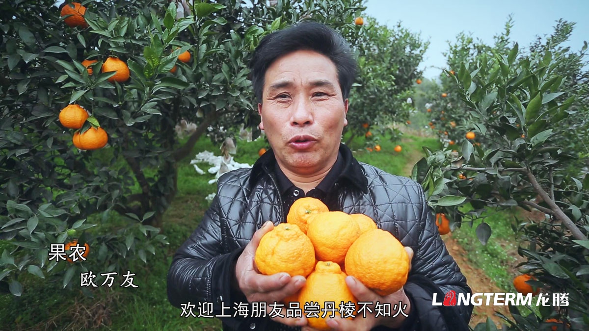 桔橙產品推廣品牌營銷策劃形象設計|柑子橘子桔橙橙子柚子廣柑臍橙LOGO商標VI標志品牌建設